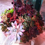 11849202_1005017566204523_1980784525_a