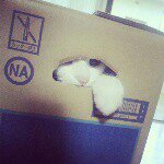 11208442_371393526396598_850397750_a