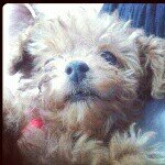 11849817_1662007260707628_1825579388_a