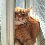 11428708_739914686115082_617114291_a