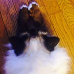 11910053_1665880033682065_1826818099_a