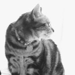 11335541_508477142640080_608293281_a