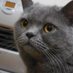 11910157_1700645546824903_2114687842_a