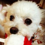 11022986_1553721184899617_523189233_a