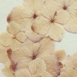 11375314_1471480503175167_1647348458_a