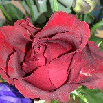 10817731_1675229399370110_944058835_a