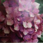 926569_548136625321238_1309823392_a