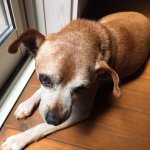 11326950_430039270454469_320069449_a