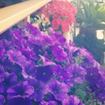 1516578_950394325002577_1217767373_a