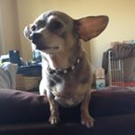 11887162_756723537793497_939004457_a