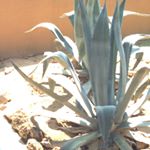 11850341_916701278403543_329173204_a