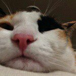 10955545_354969684695700_1058740251_a