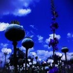 11950599_1646046932340830_254301779_a