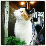 11850193_589236917881538_545079006_a