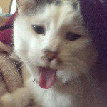 11142331_1633138020249867_1003376906_a