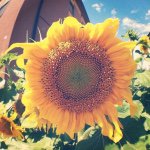 11015592_285862228204527_1727894247_a