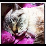 11353439_882283601861930_1893713352_a