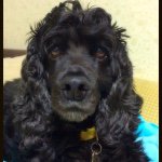 10990605_1591412707762348_1733194860_a