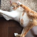 11386506_512036582283966_435867433_a