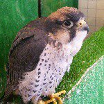 11142343_1569184013331907_488800614_a