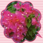 925934_354715061360942_1202701253_a