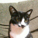 10802403_299688316891789_684537492_a