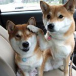 11356558_1100843623277211_736916509_a