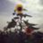 11909923_1653141554971925_591657336_a