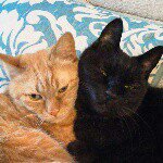 10684301_312529642266357_1294025679_a