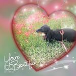 11881635_415408395330468_1124940502_a