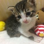 11372384_1467469693564204_1580775147_a