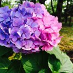 11199414_406321489572725_958463438_a