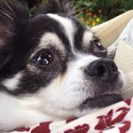 11355719_861664403902284_1979045903_a