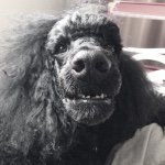 10948997_999309486764871_49735729_a