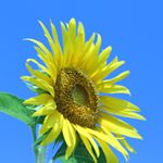 11809751_1477368429245128_780111820_a