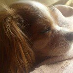 11821139_1653446241561055_856572135_a