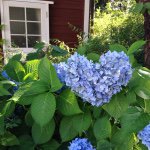 11008019_980805921937455_812247310_a