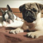 10946433_1550295861913949_1720232362_a