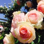 11335776_849432121799240_1550548891_a