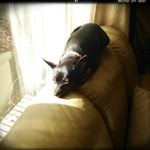 11374023_370869163106037_59712429_a