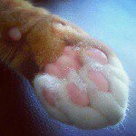 11327092_503801006435069_1740131306_a