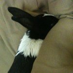 11202901_1652896114952008_1743038389_a