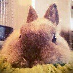 11410371_142739046061428_1720090005_a