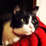 10932201_563525367116332_2135514609_a