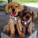 11850232_1014902901895046_1281856224_a