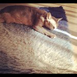 11375212_895382710521033_217154544_a