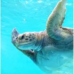 11909399_511664249010411_27082420_a