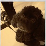 11326303_899860183394475_1773800233_a