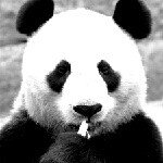 11849011_1456103381383443_884449814_a