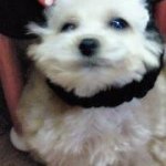 11910207_1522705158019480_667376916_a